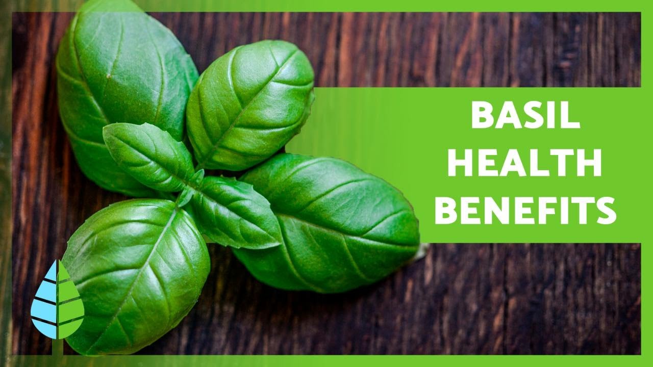 Discover the Marvelous Health Benefits of Basil Leaves