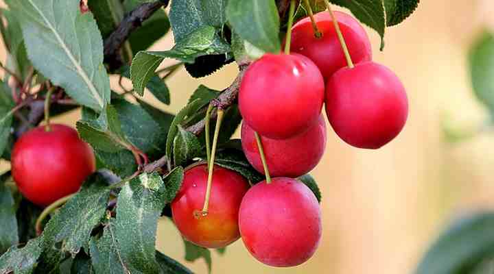 cherry Plum Post