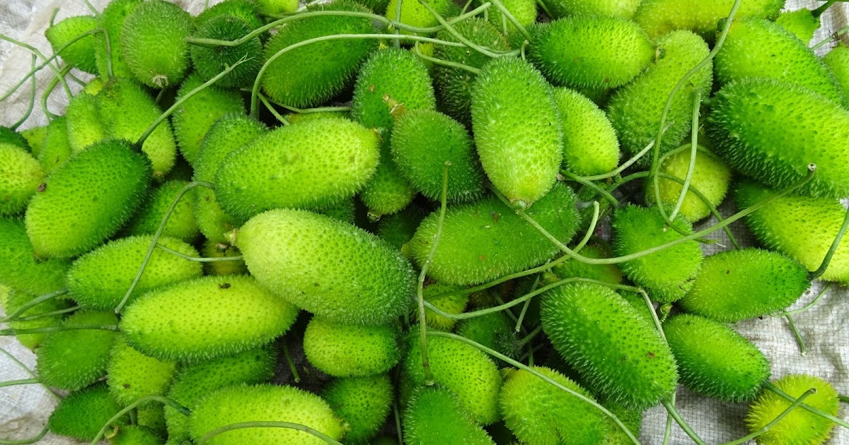 Spiny Gourd vs. Bitter Gourd: Unveiling the Health Benefits