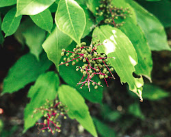 Are Wild Berries Poisonous? How to Determine If a Wild Berry is Edible