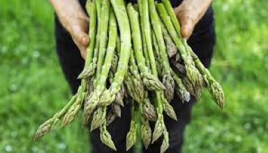 Uncover the Benefits of Asparagus for Cancer Treatment