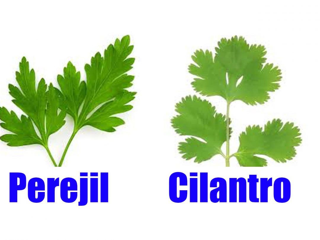 Perejil vs Cilantro Unveiling Their Nutritional Value and Health Benefits